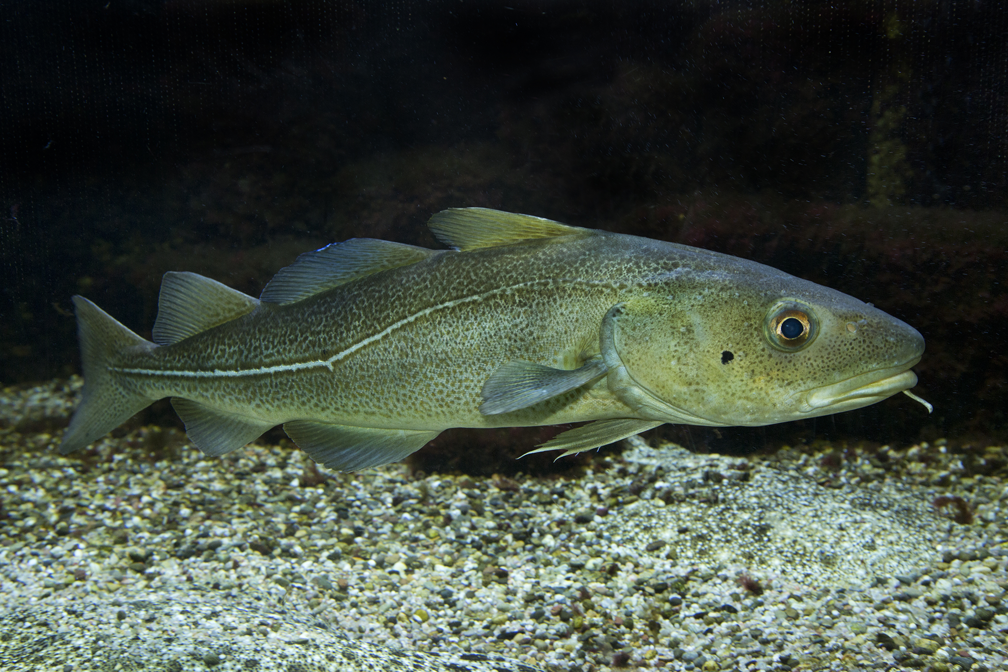 Morue franche nageant au fond de l'eau