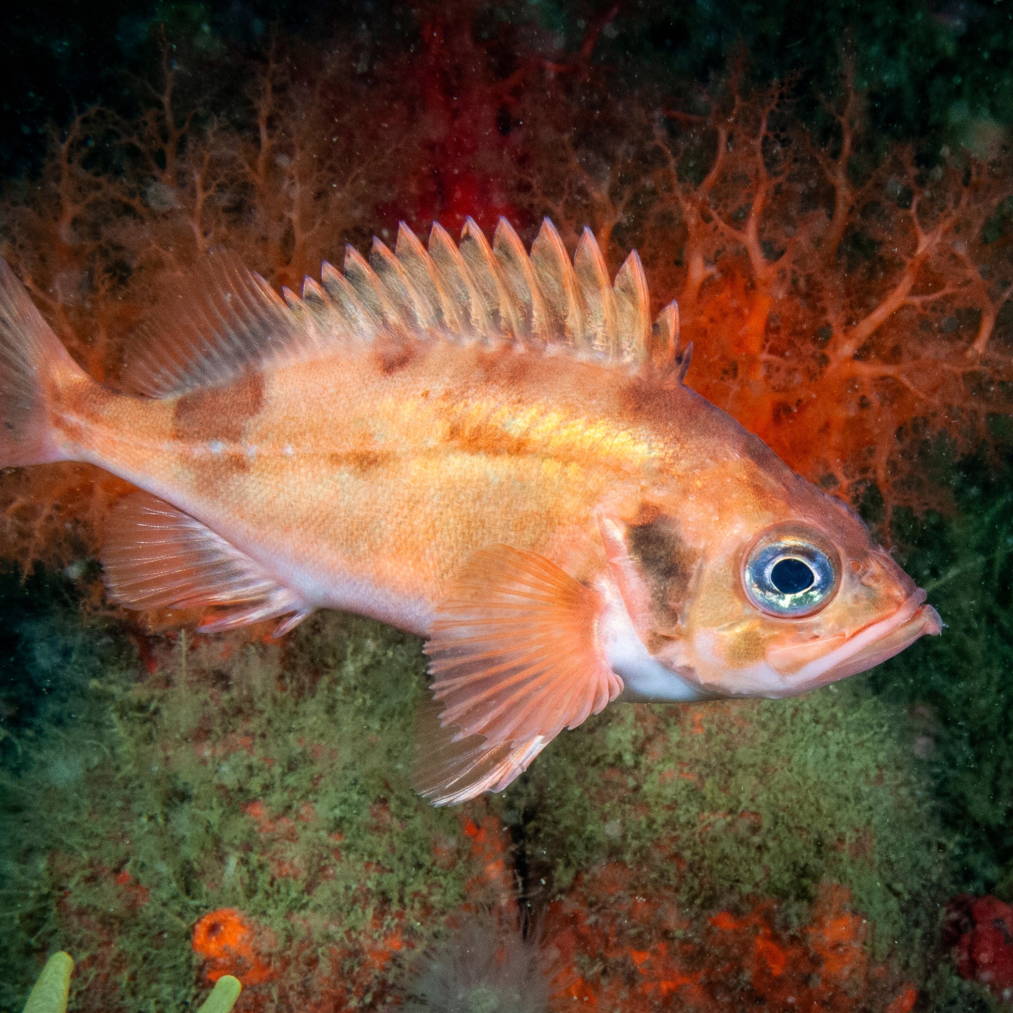 Espèces – PROPECHE