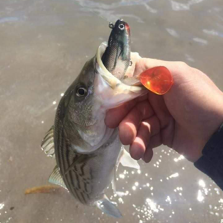 Vue d'une main qui tient un bar rayé avec le leurre souple POWER CATCHER dans la bouche.